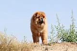 CHOW CHOW 113